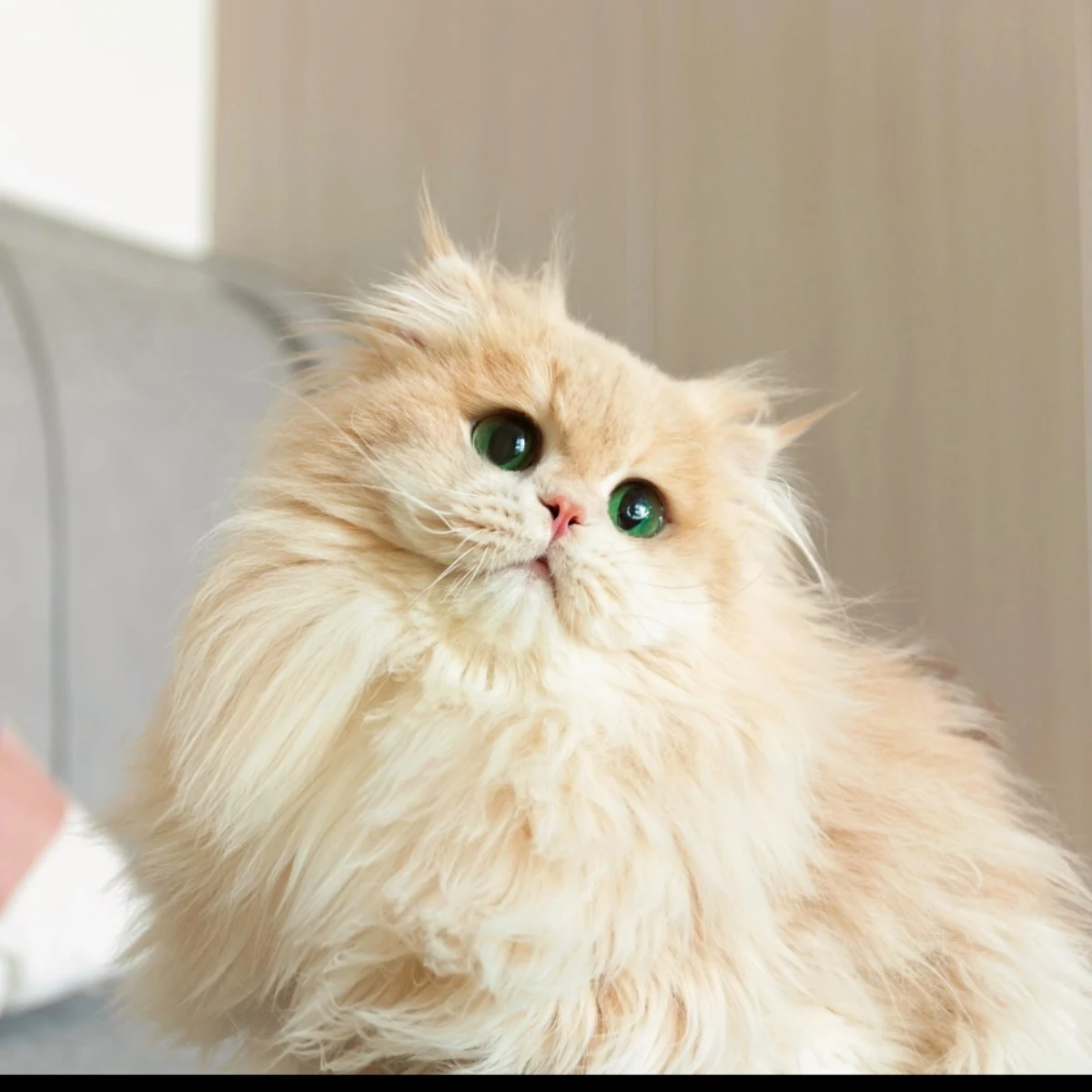 乐乐的爸爸父猫