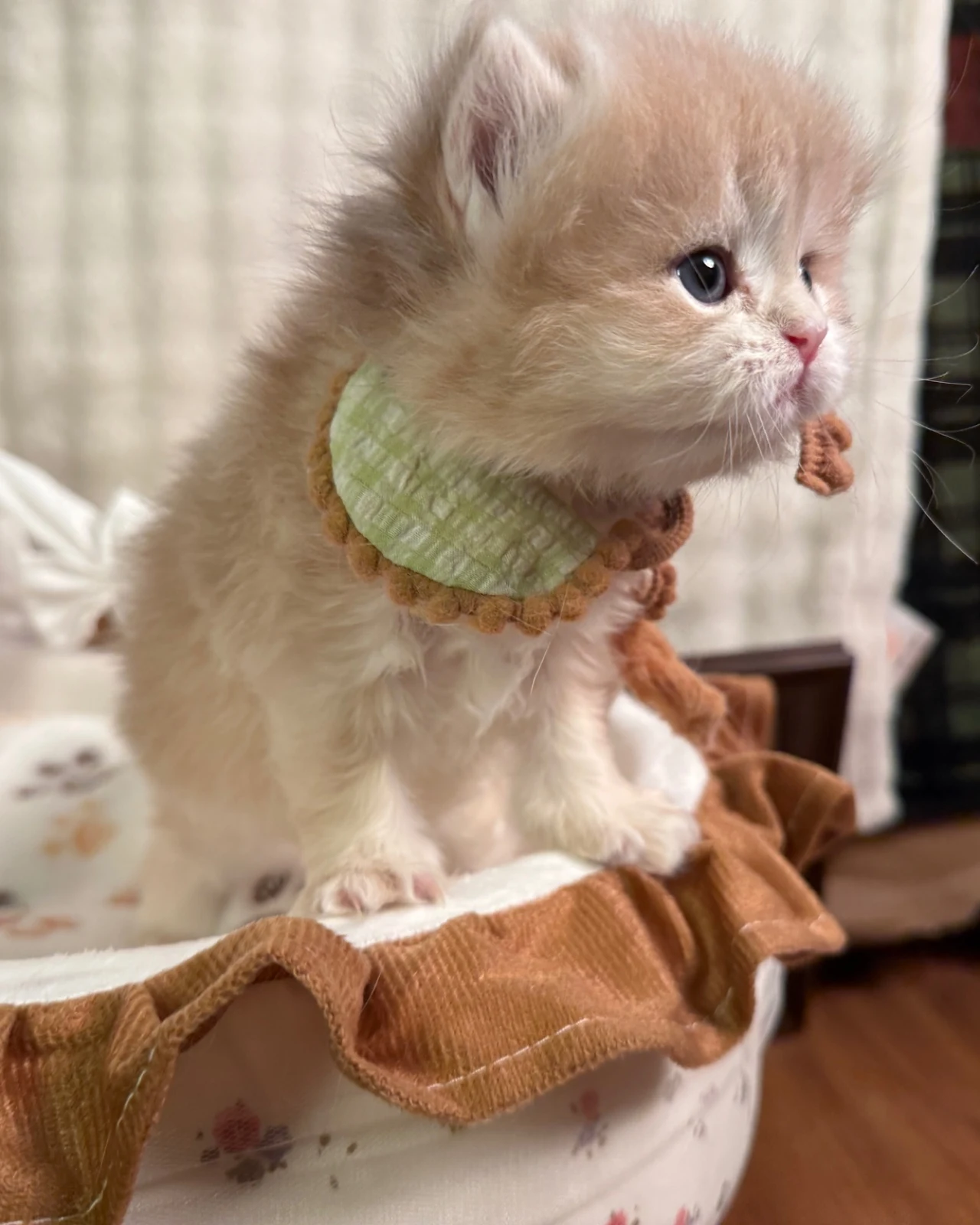 乐乐：乐乐满月啦～