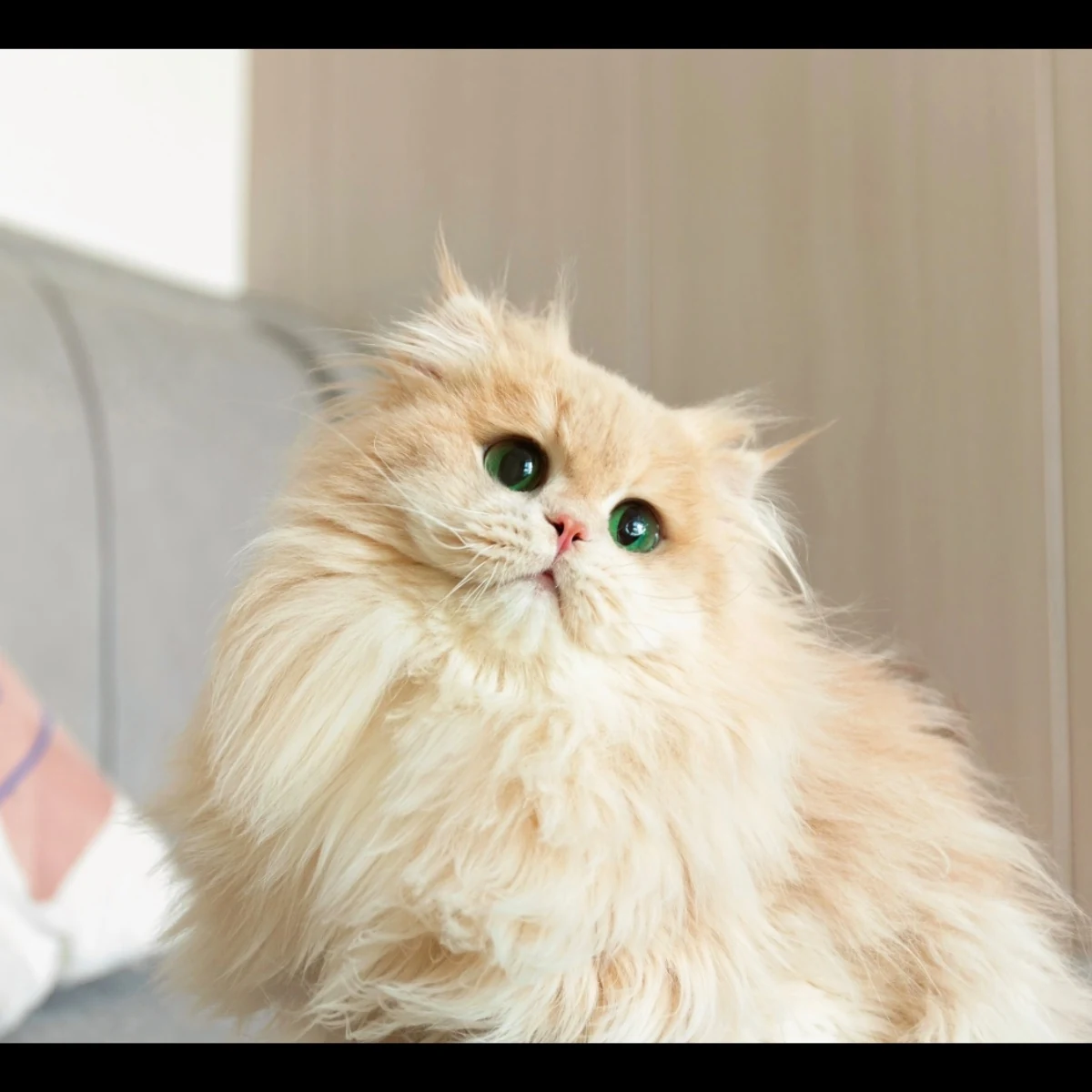 多多的爸爸父猫