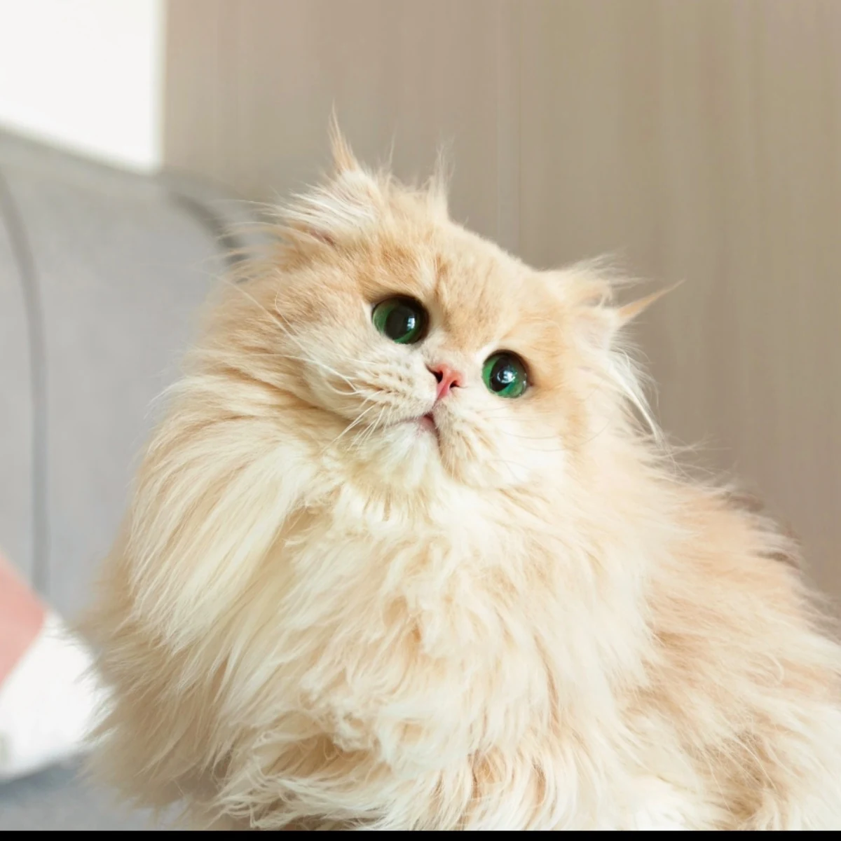 养养的爸爸父猫